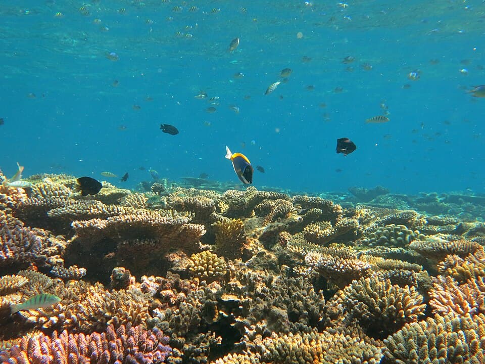 Maldives